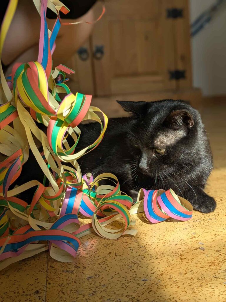 Schwarze Katze als Beispiel für Aberglaube und irrationales Denken. Hier, unsere Katze Feli