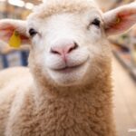 Schafherde im Penny: Schaf schaut schelmisch in die Kamera, Supermarkt im Hintergrund, zwischenkaffeeundkant.de unten rechts